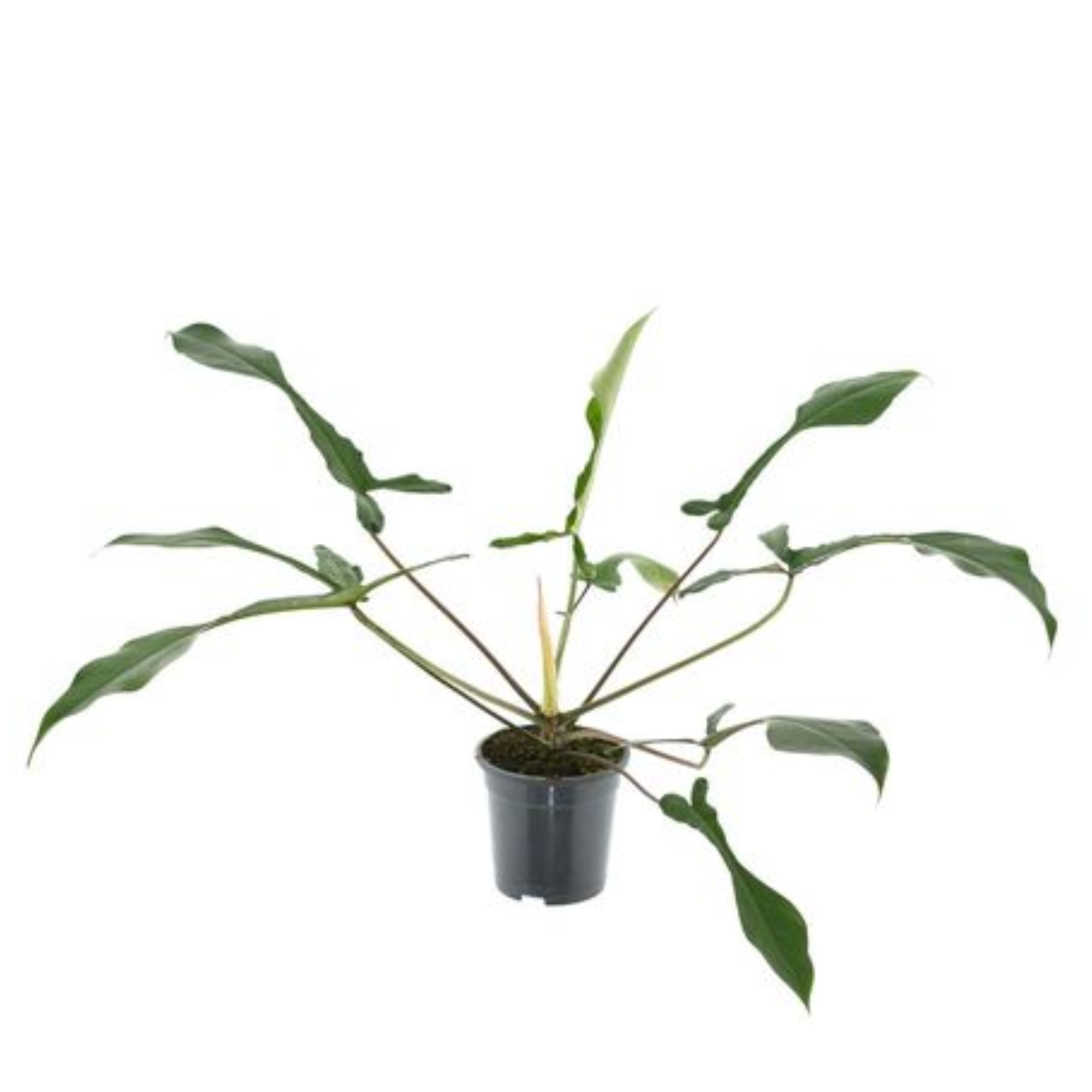 Philodendron &