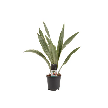 Sansevieria aubrytiana &