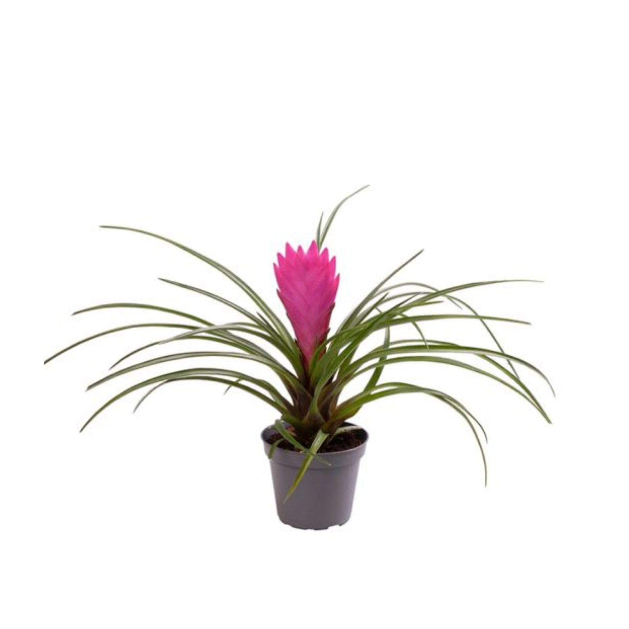 Tillandsia cyanea