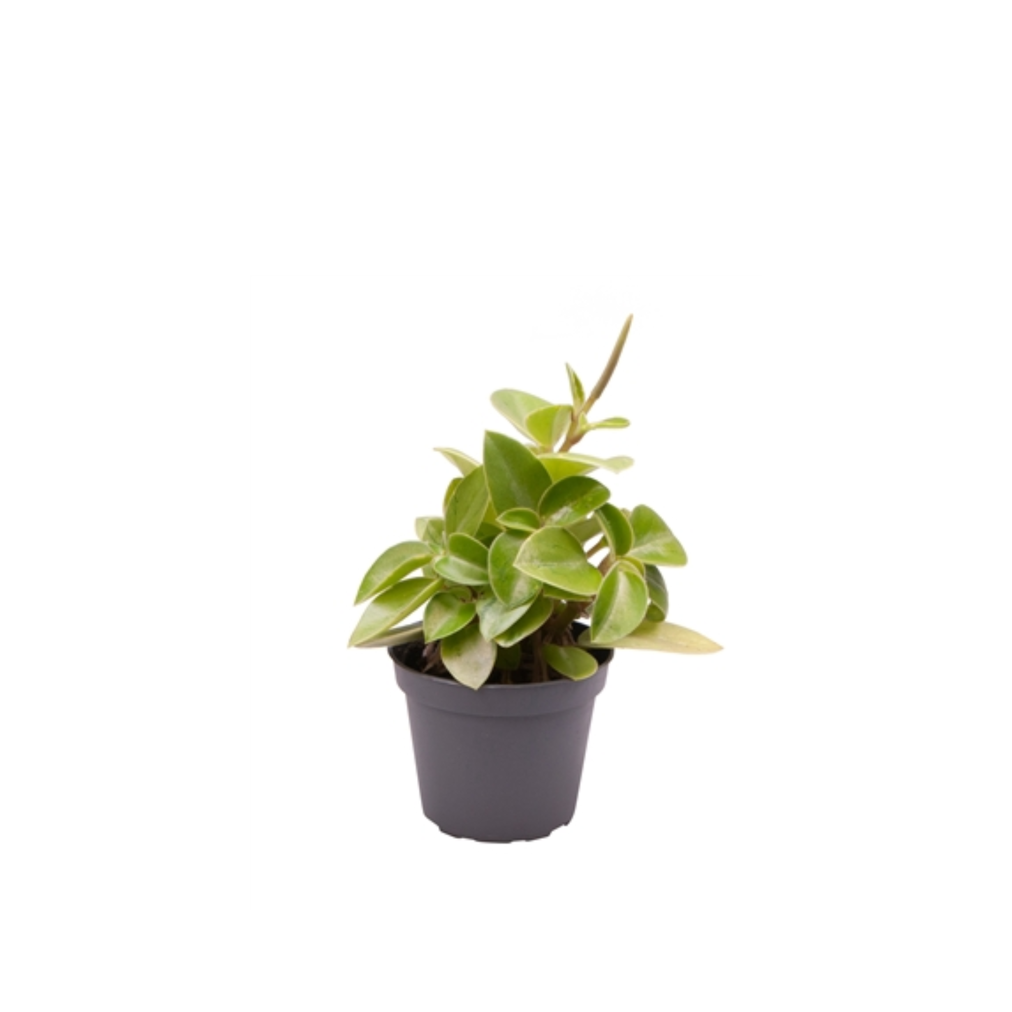 Peperomia obtusifolia &