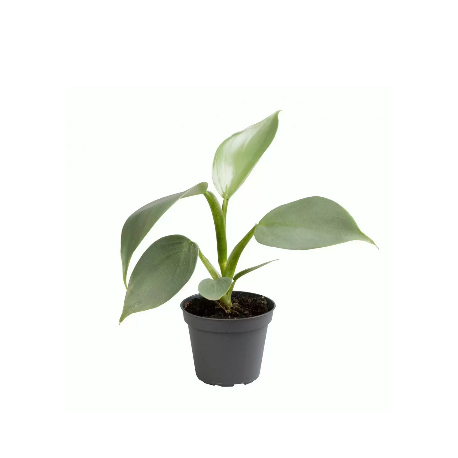 Philodendron &