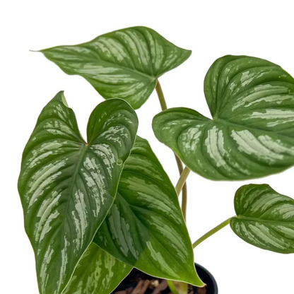 Philodendron mamei | klein