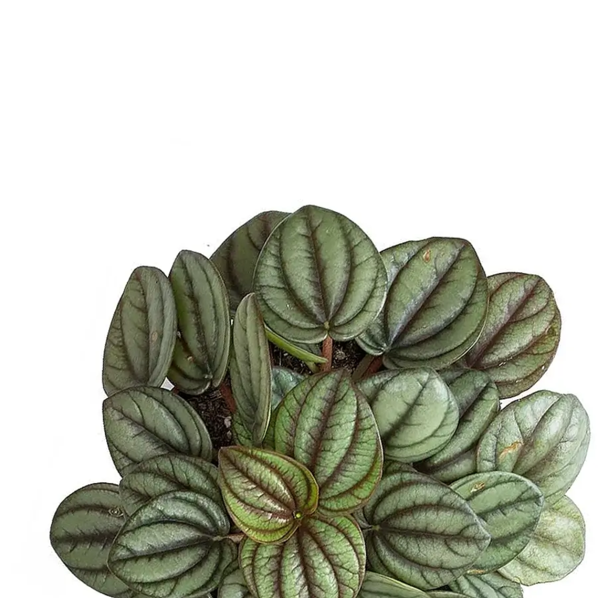 Peperomia albovittata &