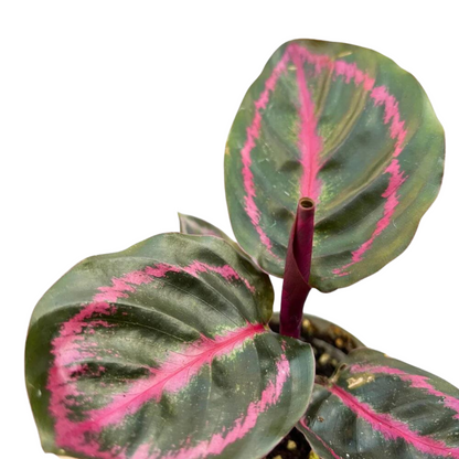 Calathea roseopicta &