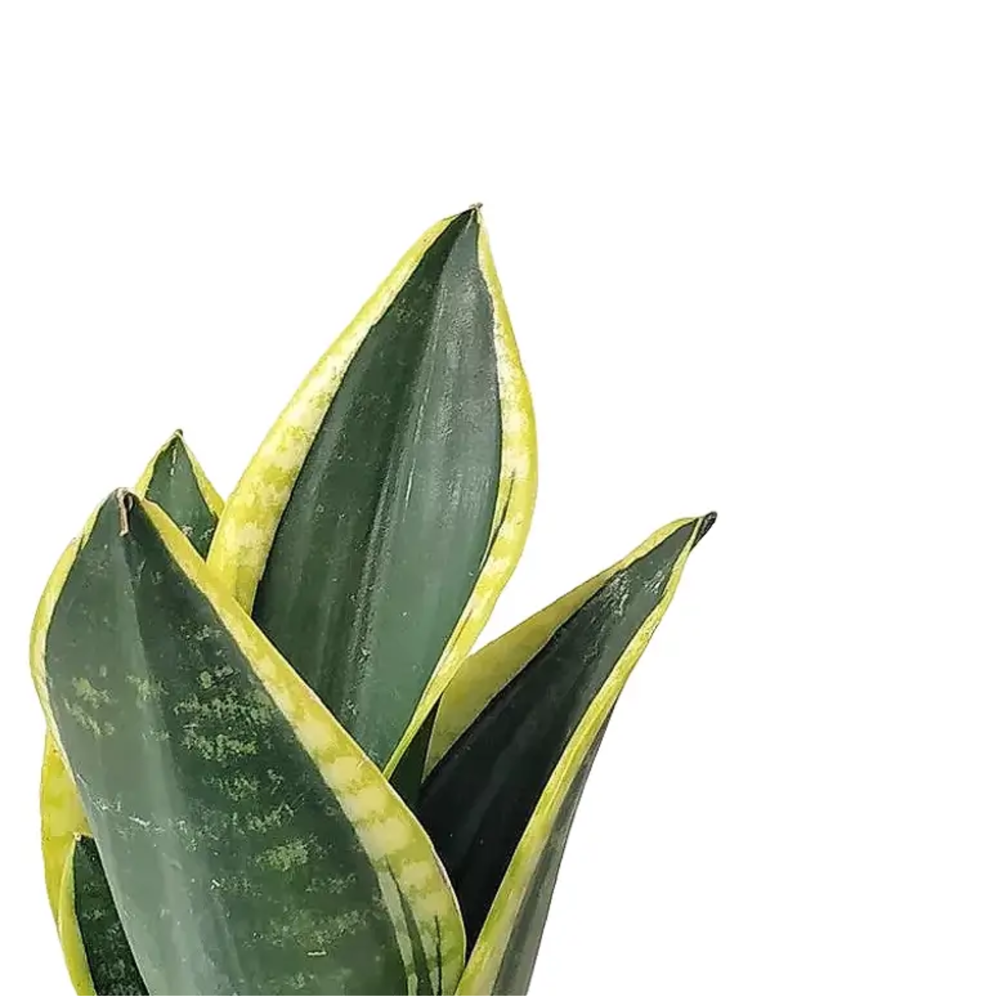 Sansevieria &