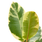 Ficus elastica 'Tineke' | medium