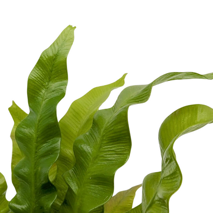 Asplenium nidus &