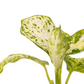 Dieffenbachia maculata 'Amy'