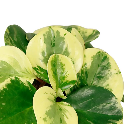 Peperomia obtusifolia &