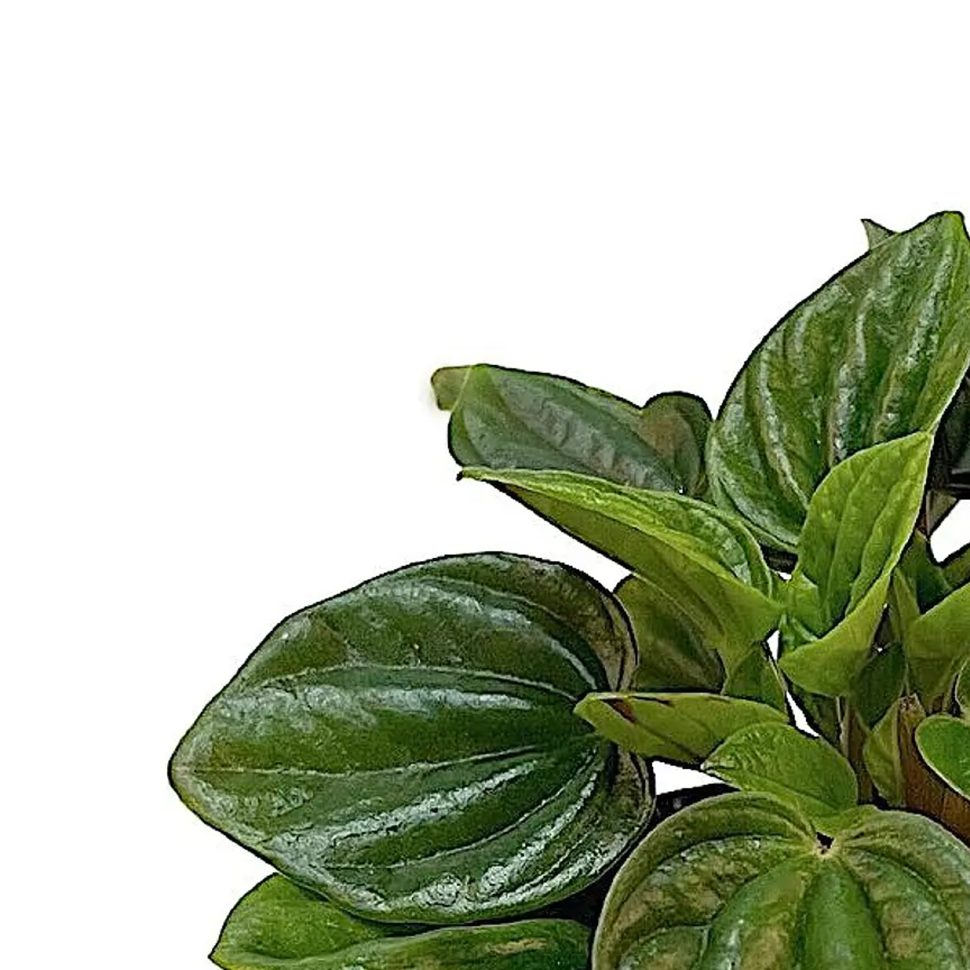 Peperomia &