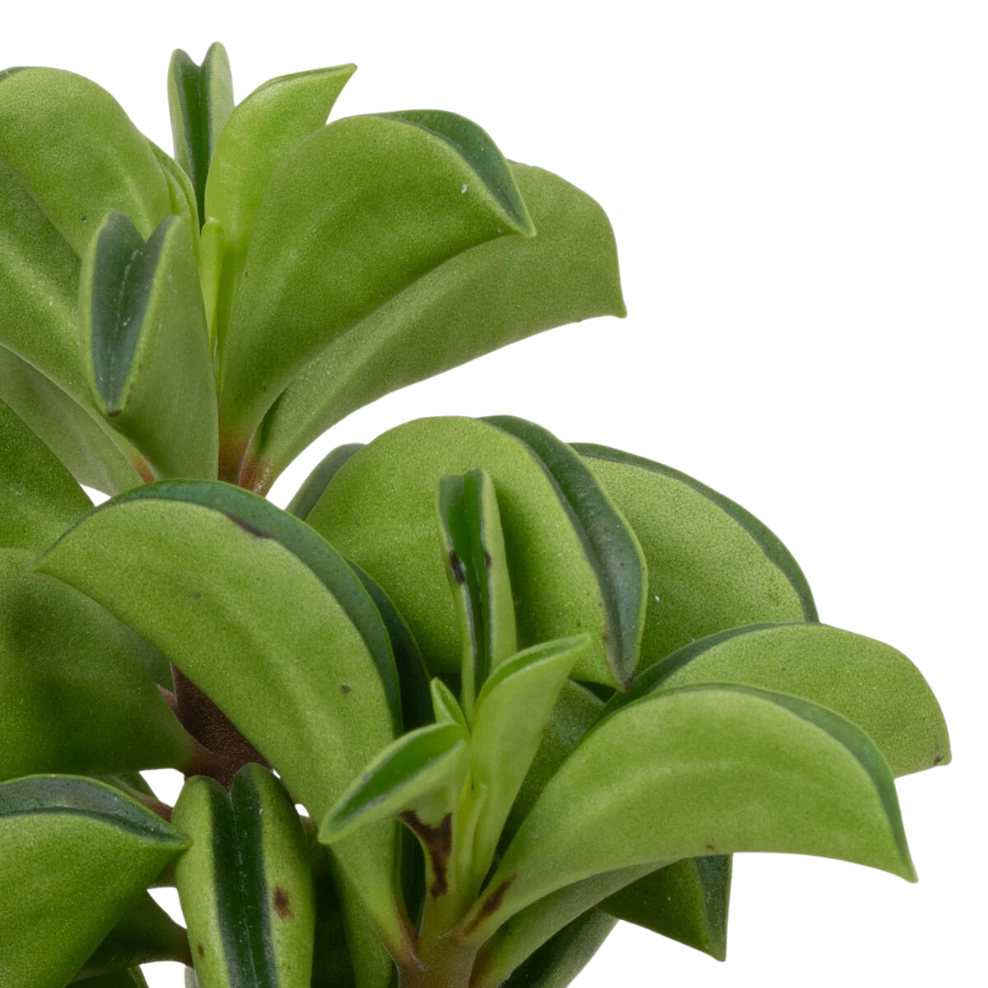 Peperomia &