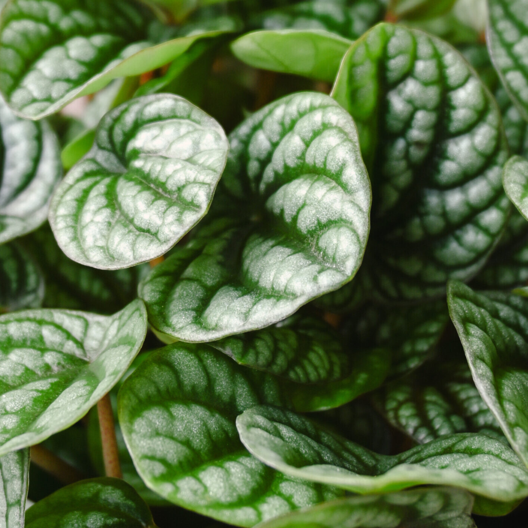 Peperomia &