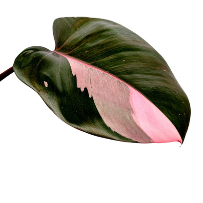 Philodendron &