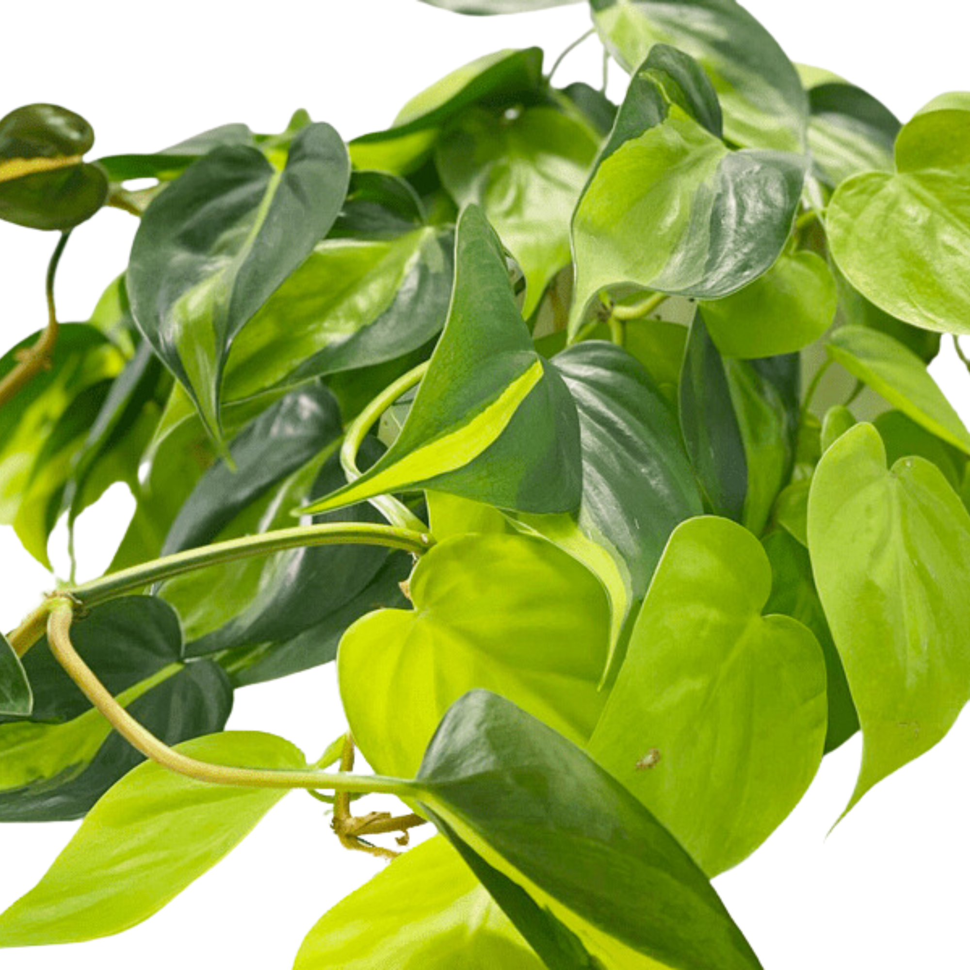 Philodendron &