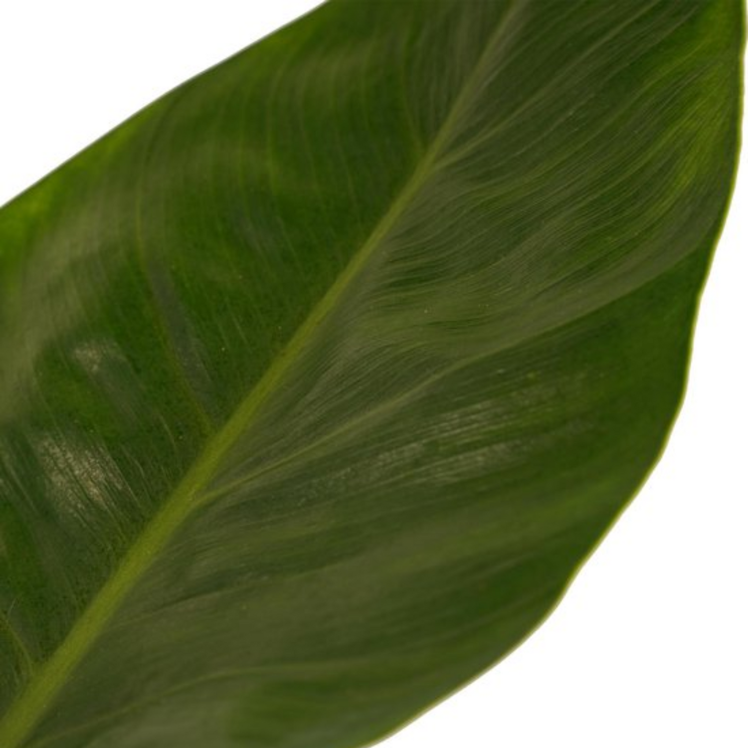 Philodendron &