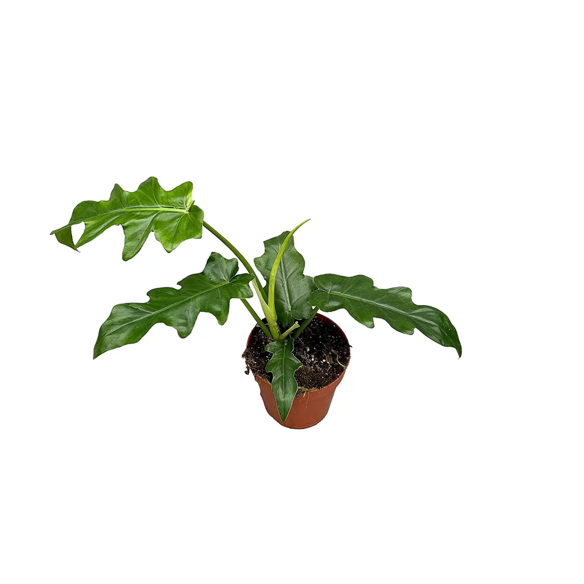 Philodendron &