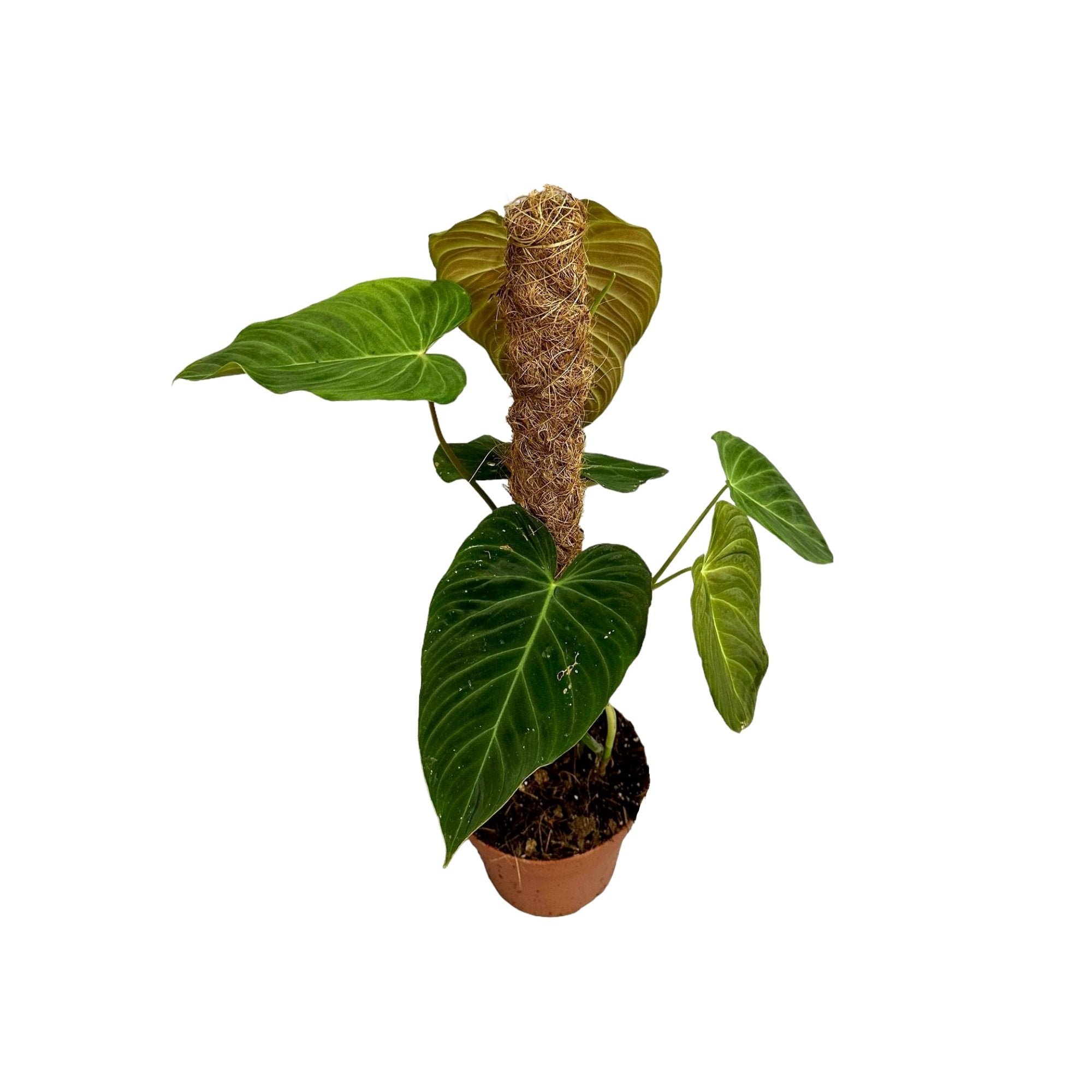 Philodendron &