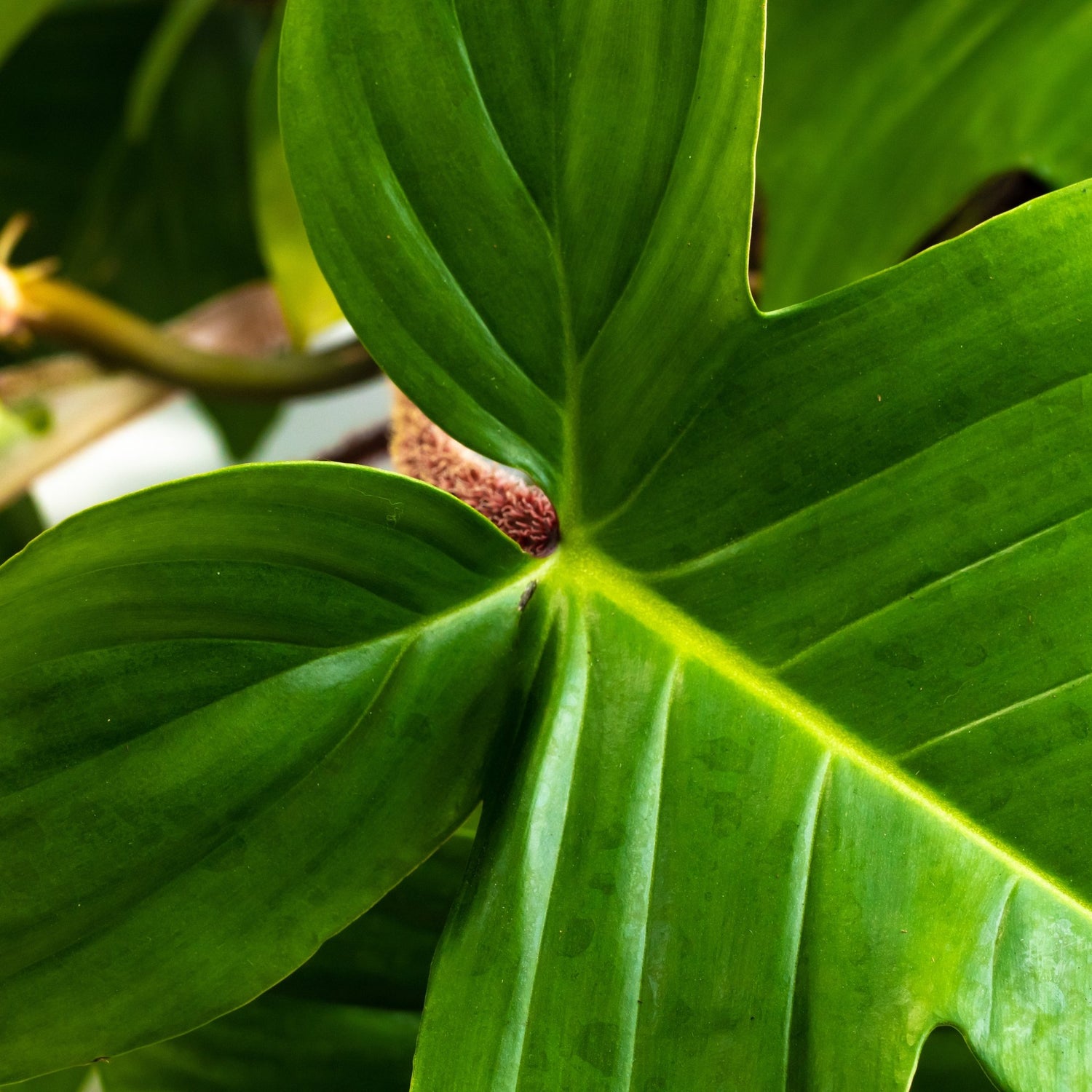 Philodendron squamiferum