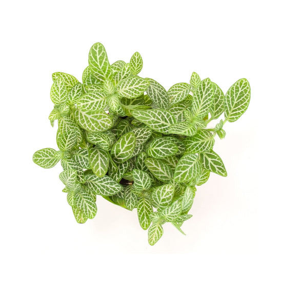 Fittonia verschaffeltii | Mosaic plant