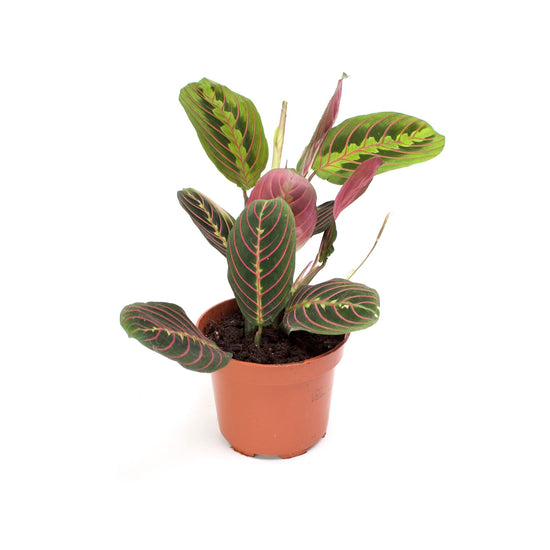Maranta leuconeura 'Tricolor' | Prayer plant